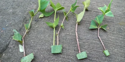 Stek batang jambu air dengan perangsang lidah buaya