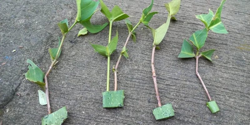 Stek batang jambu air dengan perangsang lidah buaya