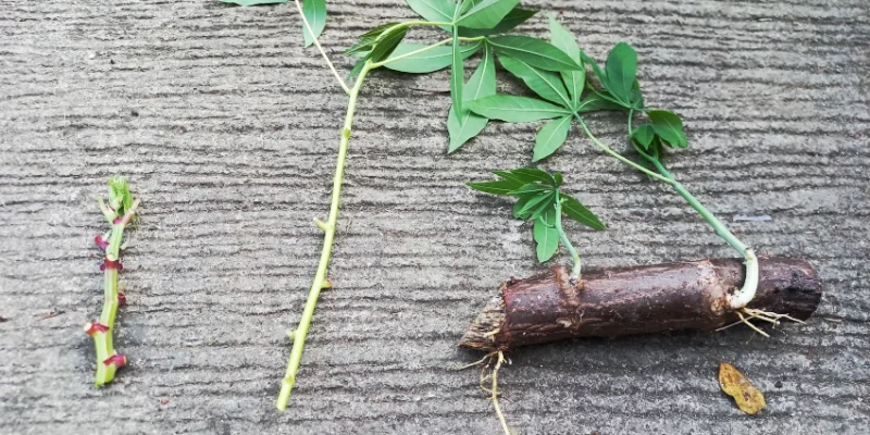 Cara memperbanyak bibit tanaman singkong yang efektif