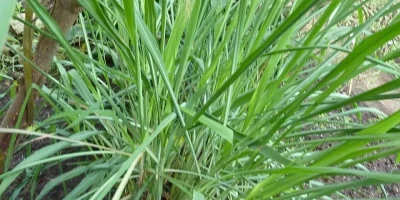 Serai wangi, tanaman penghasil minyak atsiri