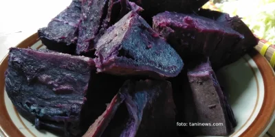 Ubi jalar ungu ampuh lawan diabetes