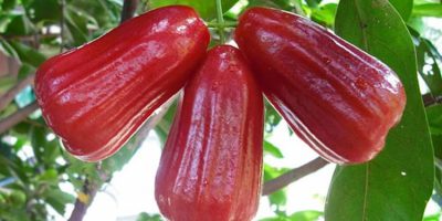 8 varietas unggul jambu air di Indonesia