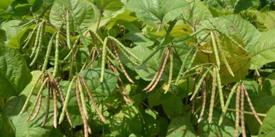 Ayo menanam kacang hijau