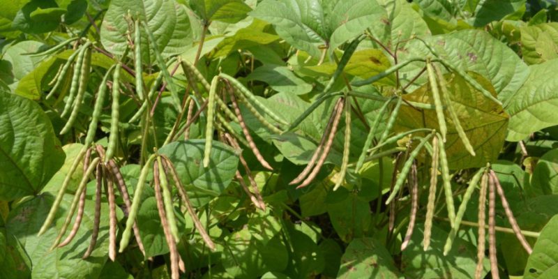 Ayo menanam kacang hijau