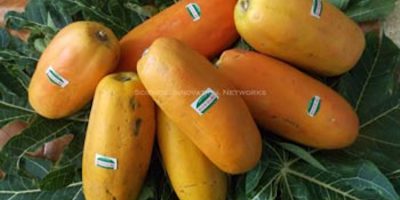 8 jenis pepaya unggul di Indonesia