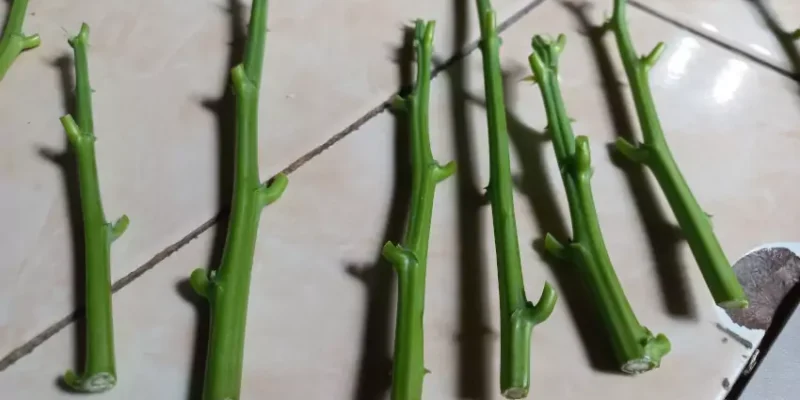 Stek pucuk ubi kayu/singkong