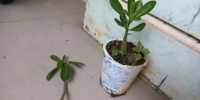 Tips Grafting adenium untuk pemula