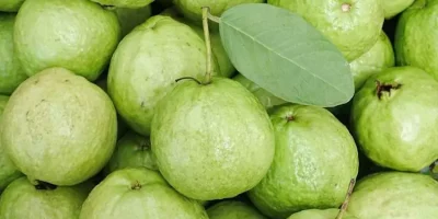 6 Varietas Jambu Biji unggul di Indonesia