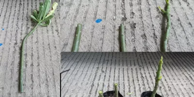 Cara memperbanyak adenium dengan stek batang