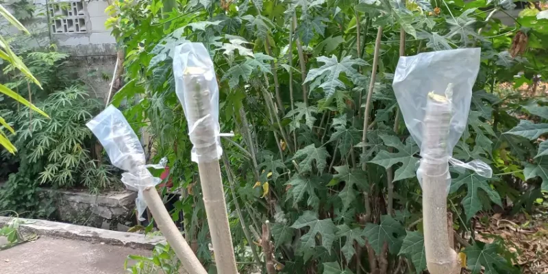 Top working singkong karet dengan singkong sayur, daun cepat melimpah