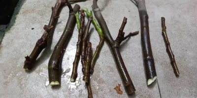 Memperbanyak tanaman Tin dengan stek