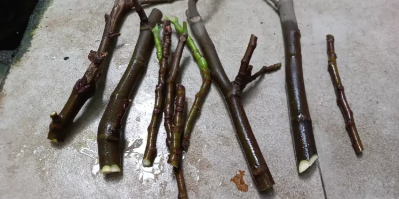 Memperbanyak tanaman Tin dengan stek