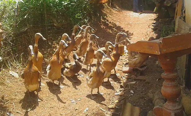 Mencari mitra bisnis usaha bebek petelur