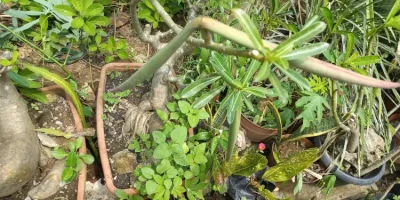 Tips merangsang adenium agar berbuah