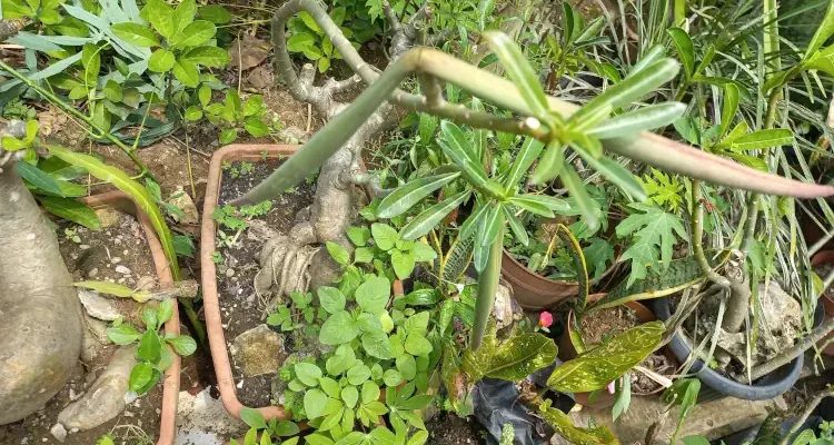 Tips merangsang adenium agar berbuah