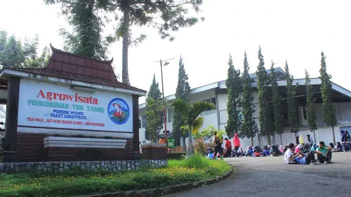 Agrowisata perkebunan Teh Tambi, Wonosobo