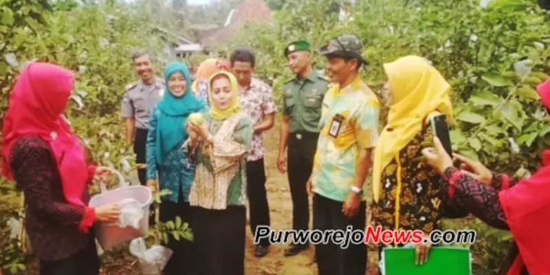 Agrowisata jambu kristal desa Munggangsari, Grabag, Purworejo