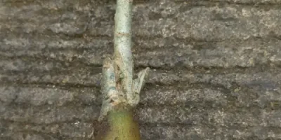 Cara memperbesar bonggol adenium dengan cepat