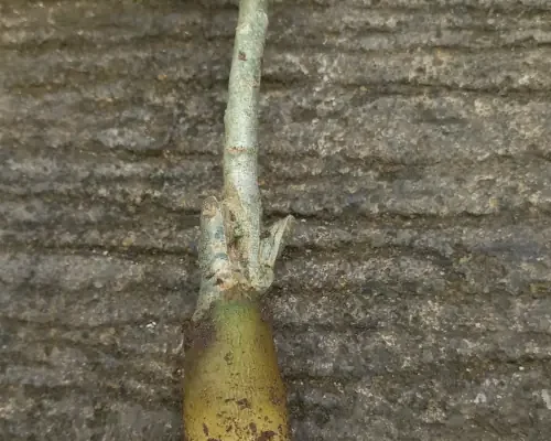 Cara memperbesar bonggol adenium dengan cepat