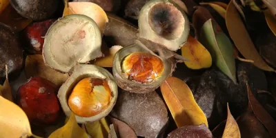 7 manfaat jengkol untuk kesehatan