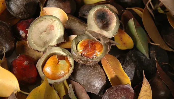 Abdya, varietas jengkol unggul dari Aceh