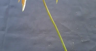 Tanaman yang bisa dilakukan stone grafting/sambung dini