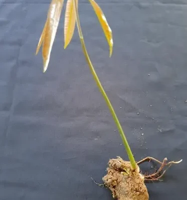 Tanaman yang bisa dilakukan stone grafting/sambung dini