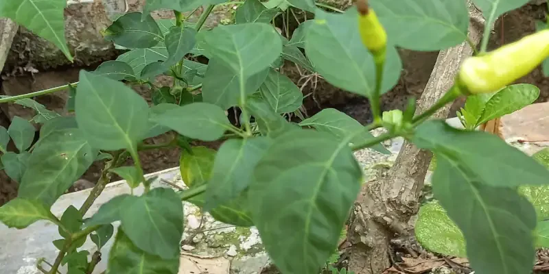 Stek cabai: solusi perbanyakan cabai unggul