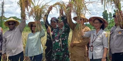 Bupati Kabupaten Keerom Panen Bersama Padi Inpari Nutri Zinc Di Distrik Skanto