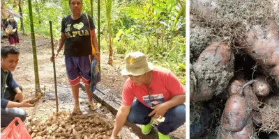 Panduan Lengkap Budidaya Gembili “Tanaman Adat Khas Lokal Papua”