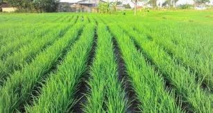Budi Daya Padi Jajar Legowo Super