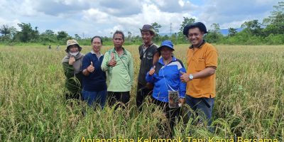 Poktan Karya Tani Bersama Sukses Panen Padi Super Genjah