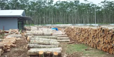 Macam-macam tanaman penghasil kayu