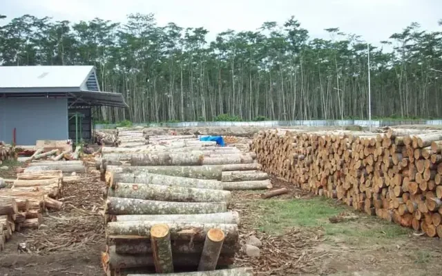 Macam-macam tanaman penghasil kayu